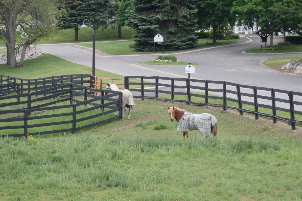 A few horses giving us the awkward eye